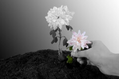 conservativa-1024x683