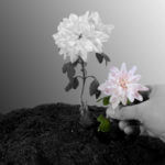 conservativa-150x150