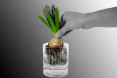 endodonzia_ok-300x200