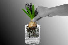 endodonzia_ok