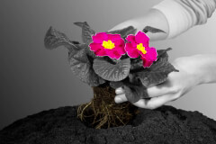 implantologia-1024x683